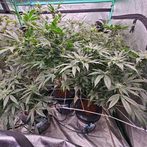 Sweet Cheese fem  growlog timeline photo