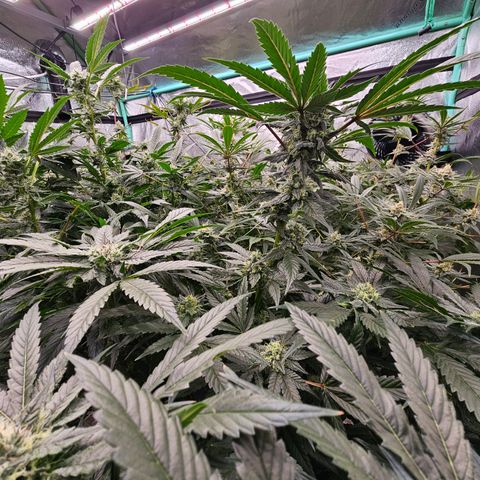 Sweet Cheese fem  growlog timeline photo