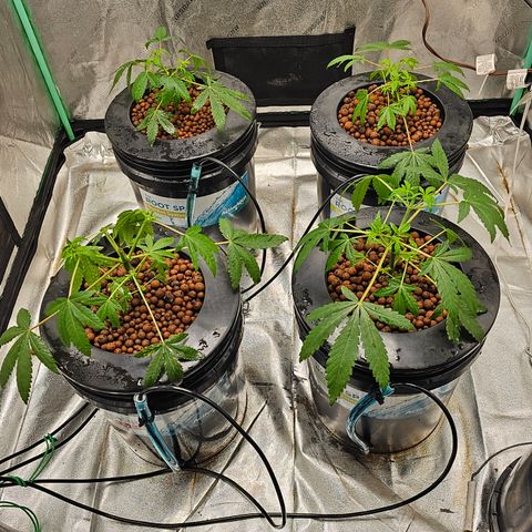 Wine Mom Ithacan Genetics  growlog timeline photo