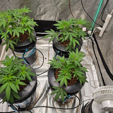 Wine Mom Ithacan Genetics  growlog timeline photo