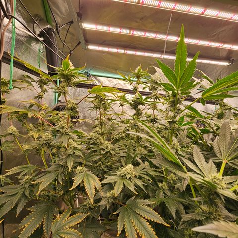 Bruce Banner fem growlog timeline photo