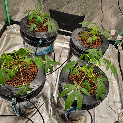 Wine Mom Ithacan Genetics  growlog timeline photo