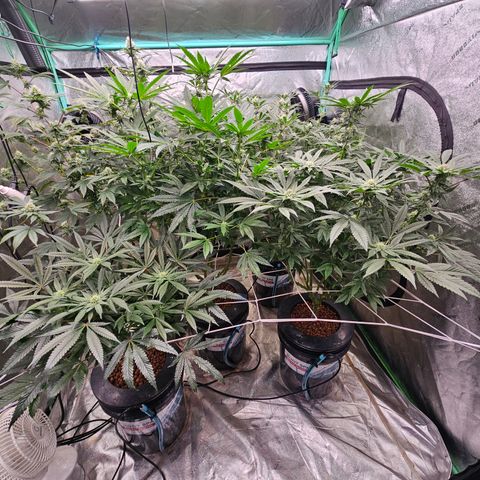 Sweet Cheese fem  growlog timeline photo