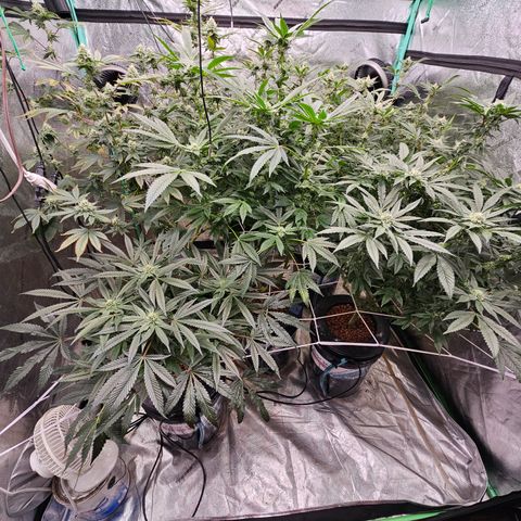 Bruce Banner fem growlog timeline photo