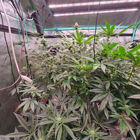 Sweet Cheese fem  growlog timeline photo