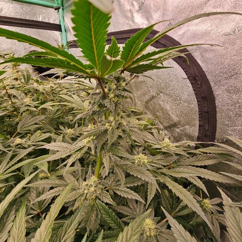 Bruce Banner fem growlog timeline photo
