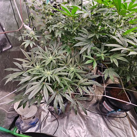 Sweet Cheese fem  growlog timeline photo