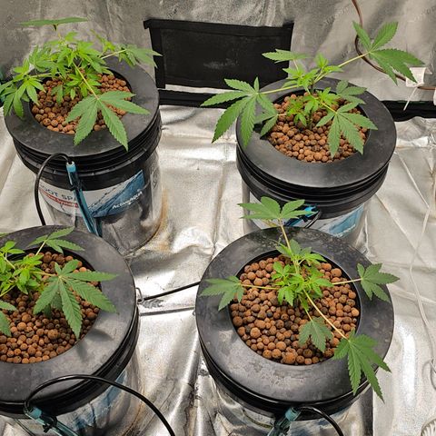 Sweet Cheese fem  growlog timeline photo