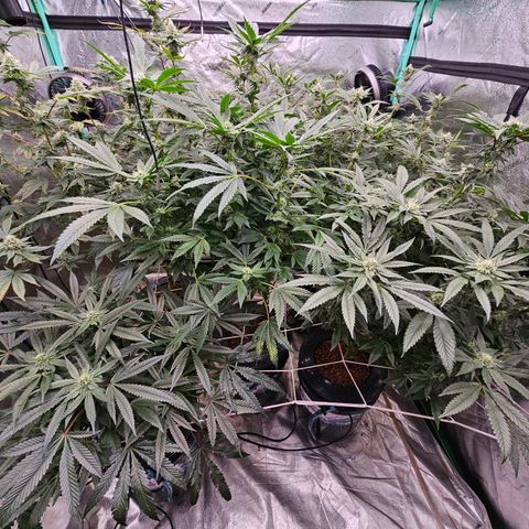 Bruce Banner fem growlog timeline photo