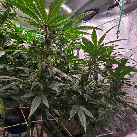 Sweet Cheese fem  growlog timeline photo