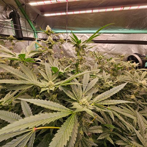 Bruce Banner fem growlog timeline photo