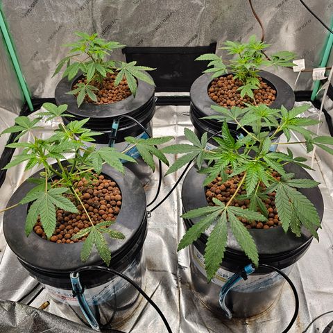 Wine Mom Ithacan Genetics  growlog timeline photo