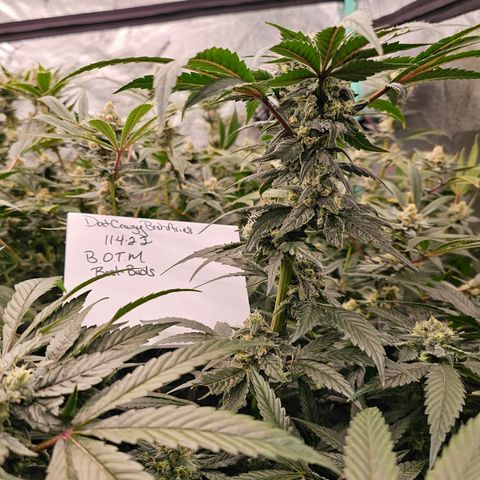 Sweet Cheese fem  growlog timeline photo