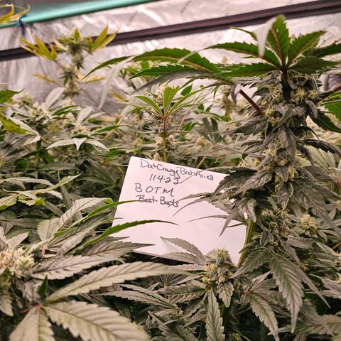 Sweet Cheese fem  growlog timeline photo
