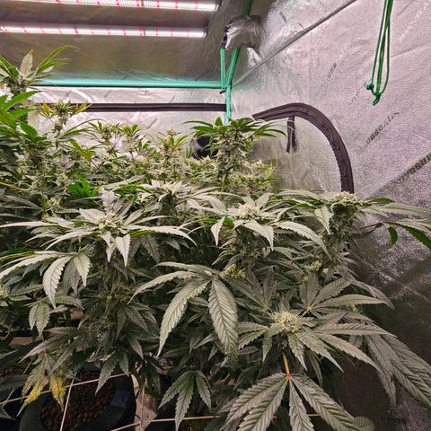 Sweet Cheese fem  growlog timeline photo