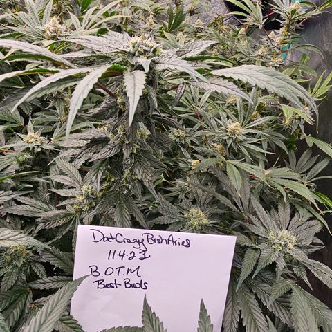 Sweet Cheese fem  growlog timeline photo