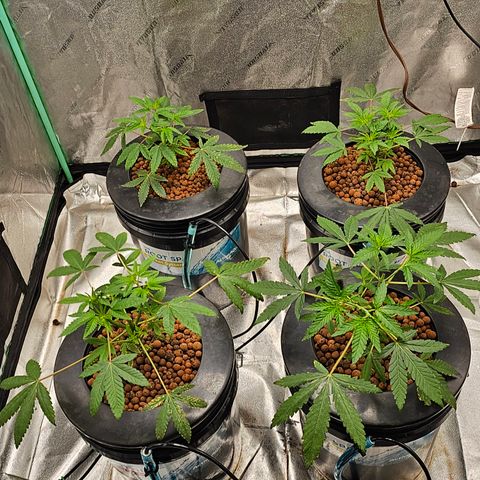 Wine Mom Ithacan Genetics  growlog timeline photo