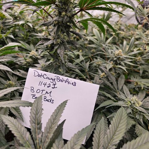 Sweet Cheese fem  growlog timeline photo
