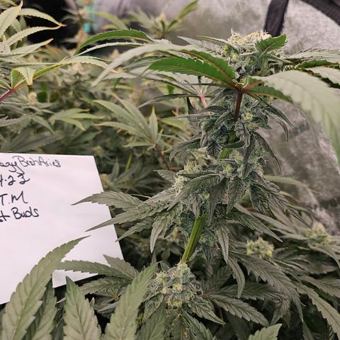 Sweet Cheese fem  growlog timeline photo