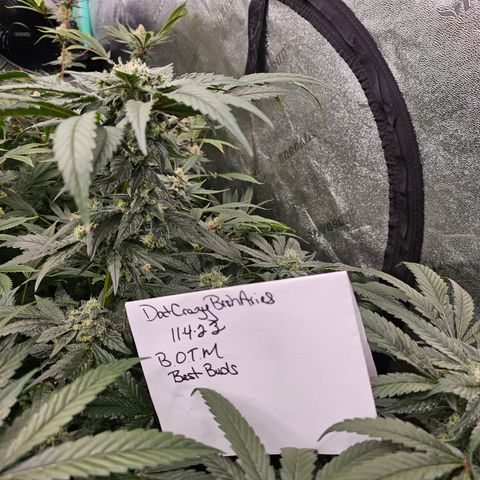 Sweet Cheese fem  growlog timeline photo