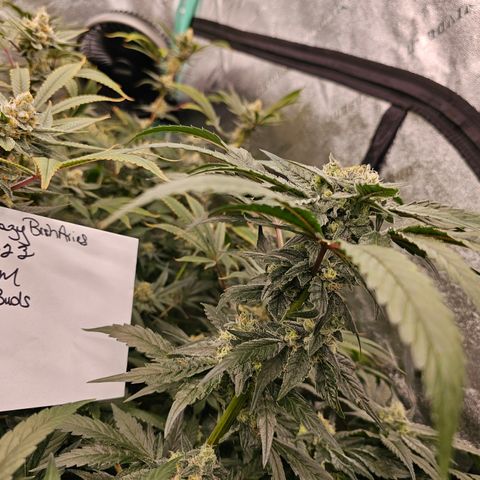 Bruce Banner fem growlog timeline photo