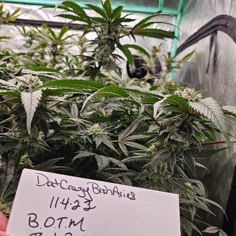 Sweet Cheese fem  growlog timeline photo