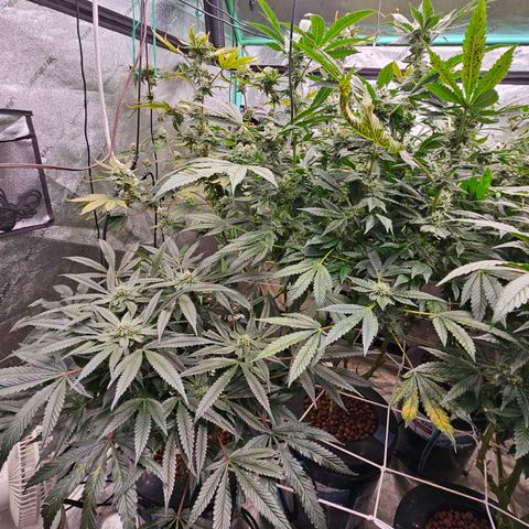 Bruce Banner fem growlog timeline photo