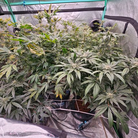 Sweet Cheese fem  growlog timeline photo