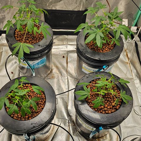 Wine Mom Ithacan Genetics  growlog timeline photo