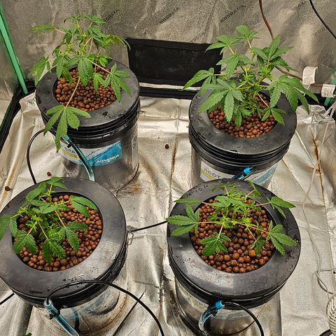 Wine Mom Ithacan Genetics  growlog timeline photo