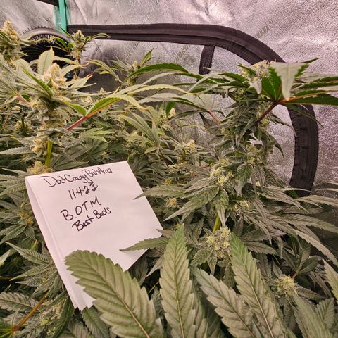 Bruce Banner fem growlog timeline photo