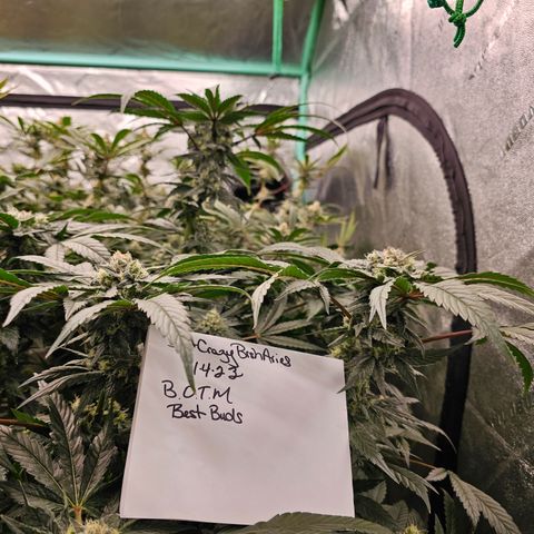 Bruce Banner fem growlog timeline photo