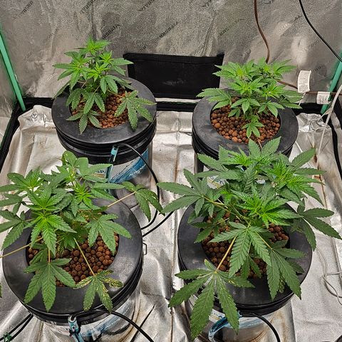 Wine Mom Ithacan Genetics  growlog timeline photo