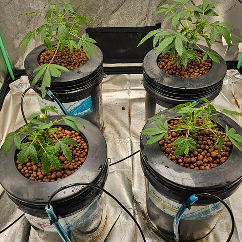 Wine Mom Ithacan Genetics  growlog timeline photo