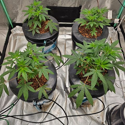 Wine Mom Ithacan Genetics  growlog timeline photo