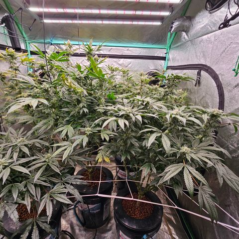 Sweet Cheese fem  growlog timeline photo