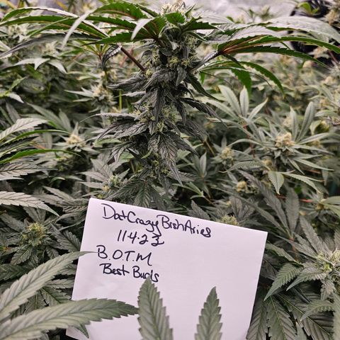 Sweet Cheese fem  growlog timeline photo