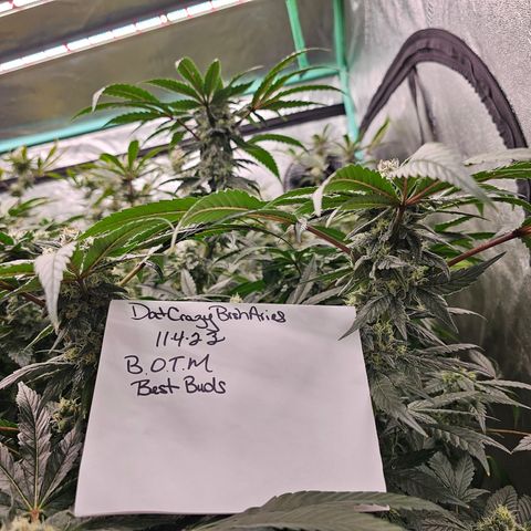 Bruce Banner fem growlog timeline photo