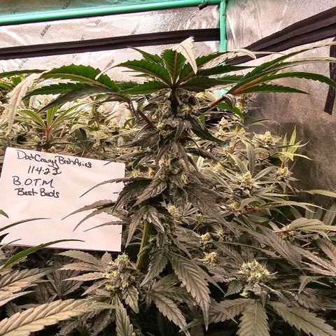 Sweet Cheese fem  growlog timeline photo