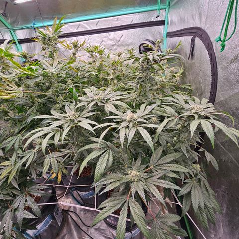 Sweet Cheese fem  growlog timeline photo