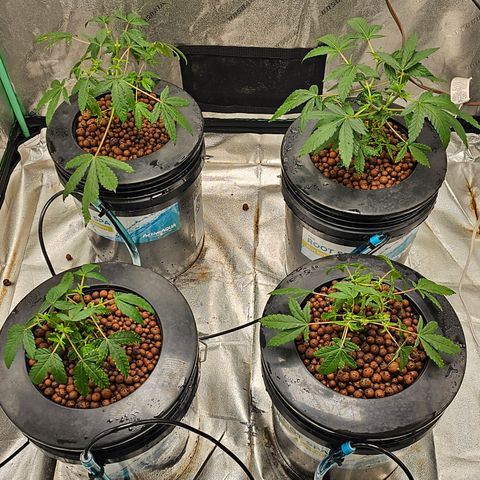 Wine Mom Ithacan Genetics  growlog timeline photo