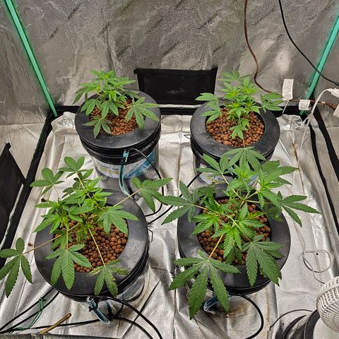 Wine Mom Ithacan Genetics  growlog timeline photo
