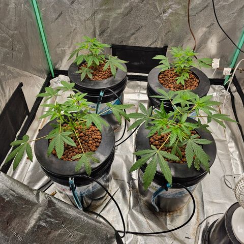 Wine Mom Ithacan Genetics  growlog timeline photo