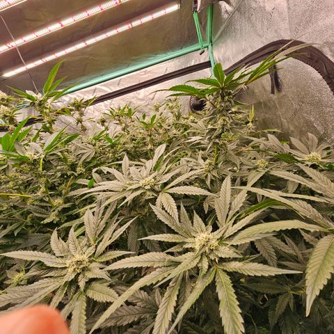 Bruce Banner fem growlog timeline photo
