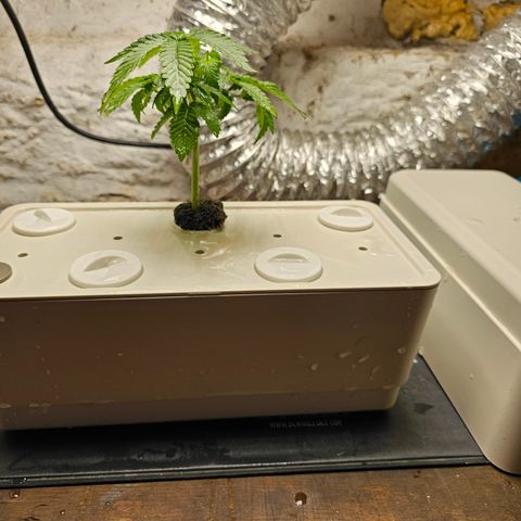 Wine Mom Ithacan Genetics  growlog timeline photo