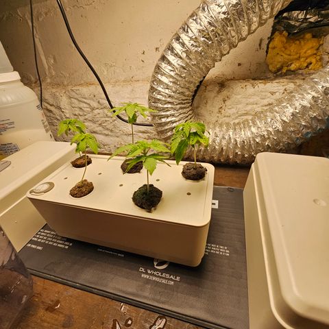 Wine Mom Ithacan Genetics  growlog timeline photo