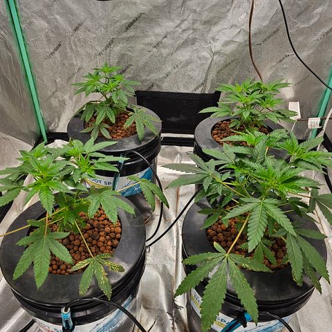 Wine Mom Ithacan Genetics  growlog timeline photo