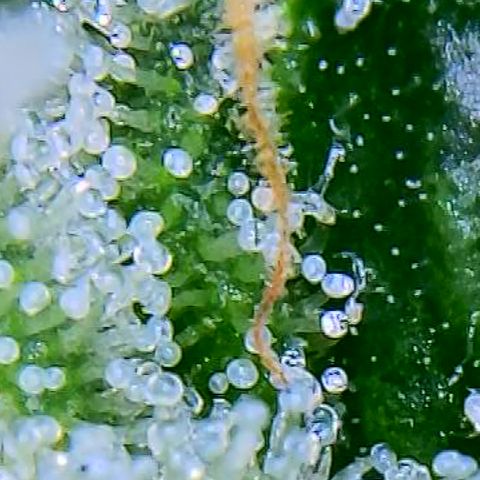 Bruce Banner fem growlog timeline photo