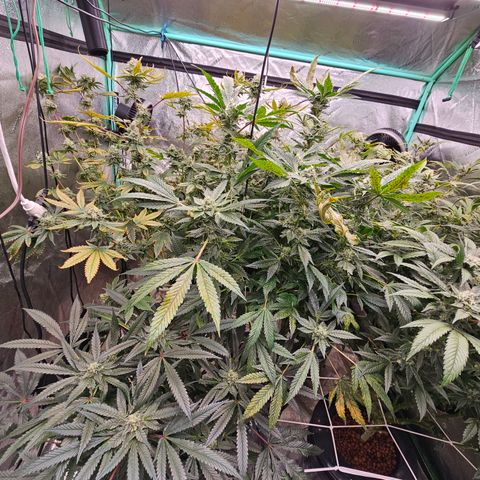 Bruce Banner fem growlog timeline photo