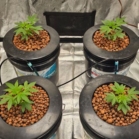 Wine Mom Ithacan Genetics  growlog timeline photo